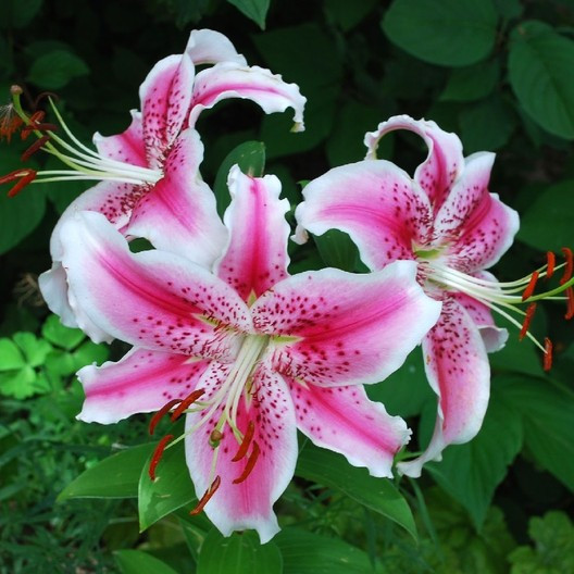 Sleep Lilies